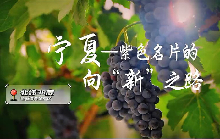 宁夏：税惠赋能葡萄酒产业擦亮“紫色名片”